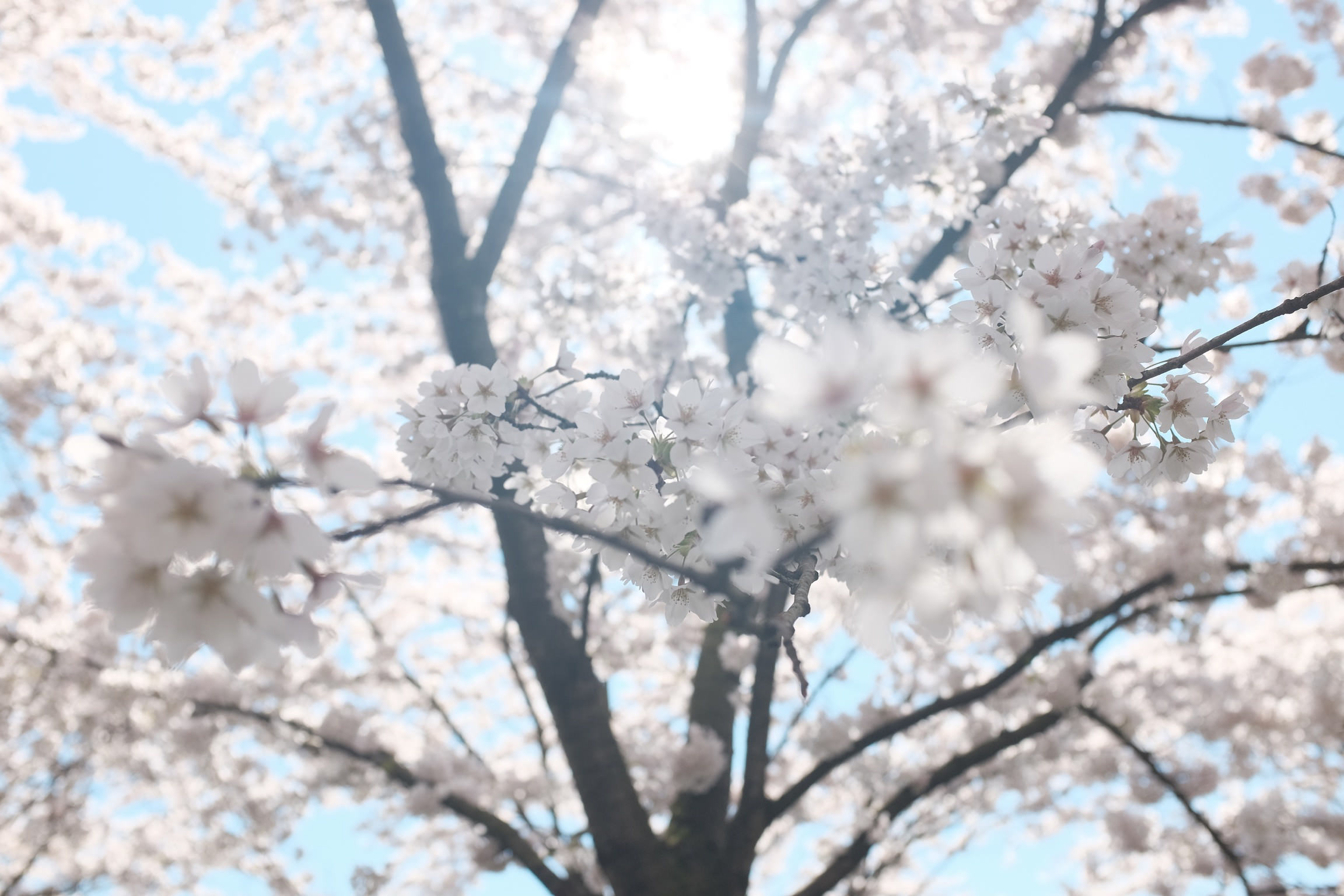 Photo of a cherry blossom tree